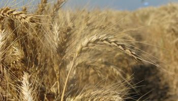 Se debilitan los precios del trigo en Rusia 