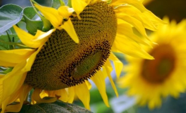 Una estrategia girasolera con nombre propio.