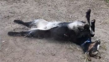 La cabra Vilma se convirtió en tendencia: pelea con “Vaca” y se adueña de la casa