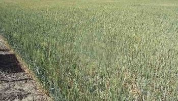 Lluvias que no alcanzan para revertir la situación de los trigos