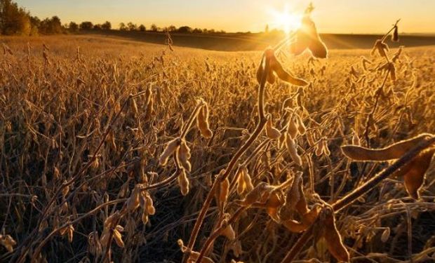 Pronósticos de clima más seco para los próximos días en el Medio Oeste de EE.UU. brindaron soporte adicional a los precios de la soja y el maíz.