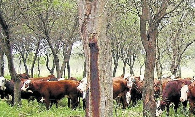 Ganaderos gestionan cambios en la normativa sobre bosque nativo