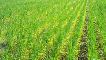 Trigo y maíz en Argentina necesitan más humedad 