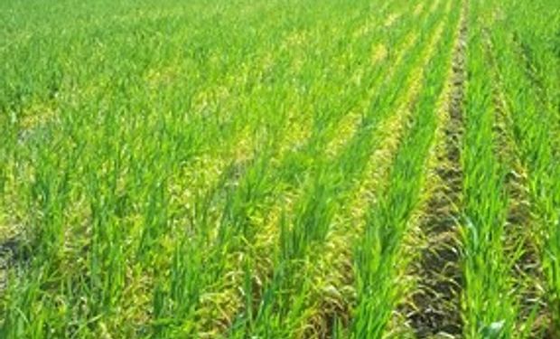 El 35% del área sembrada con trigo está casi perdida