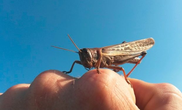 El daño directo de la langosta sobre los cultivos y recursos apícolas puede afectar directamente las reservas nutricionales de las colonias de abejas,