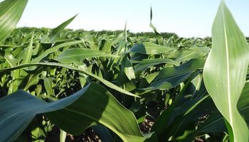 Un nuevo fertilizante que le da potencial al maíz