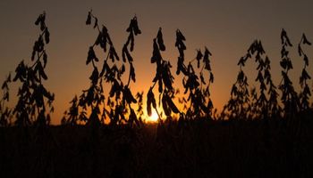 La soja fue la mayor perjudicada tras el informe del USDA
