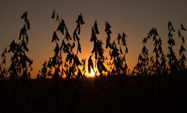 Hoy la CONAB en Brasil incrementó la producción estimada de soja para este país a 118,98 millones de toneladas.