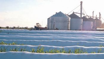 Por el silo bolsa, precios de la soja no varían tanto durante el año