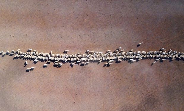 Ovejas comen grano en un potrero afectado por la sequía en Nueva Gales del Sur Fuente: Reuters - Crédito: David Gray.