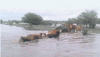 Chaco: Inundación afecta a ganaderos