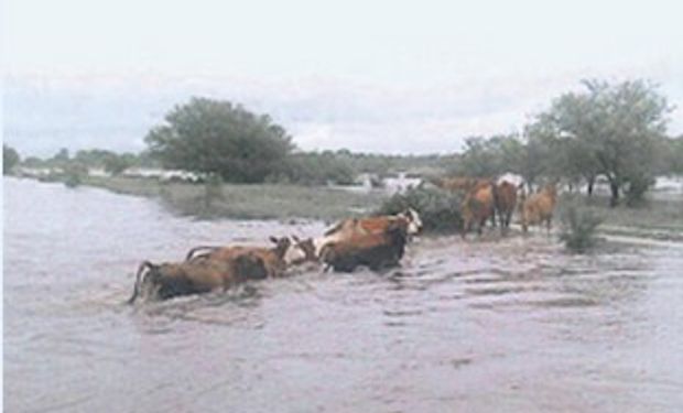 Chaco: Inundación afecta a ganaderos