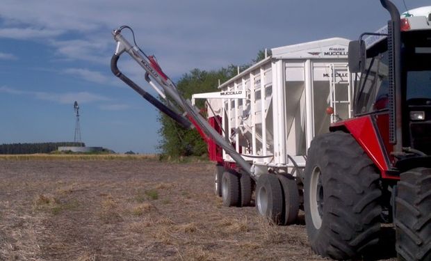 Se espera un aumento de área destinada al cereal en todas las regiones de país, particularmente en el centro y norte del área agrícola.