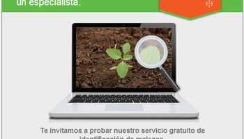 Bayer presenta el novedoso sitio web de  su herbicida Percutor