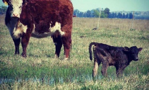 Wagyu significa "vaca japonesa".​