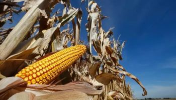Agroindustria emitió la primera estimación oficial para el maíz del nuevo ciclo