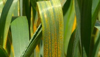Roya anaranjada y mancha amarilla: enfermedades de trigo al acecho