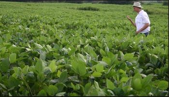 Falta de lluvias seguirá mermando el rendimiento de soja en EEUU