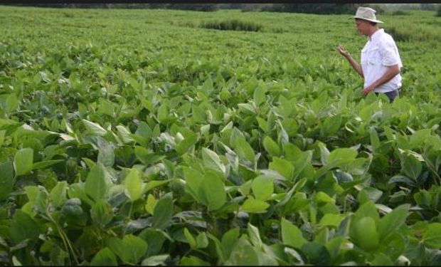 Falta de lluvias seguirá mermando el rendimiento de soja en EEUU