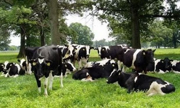 Producción de carne Argentina sube 15% interanual