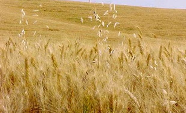 Brasil: se extiende la importación de trigo de cuota libre de aranceles
