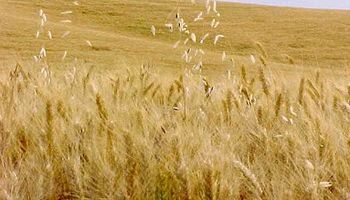 Lluvias recortarán cosecha rusa de trigo