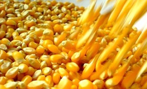 China rechaza más maíz de EEUU