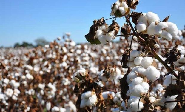 Hoy en Argentina se utiliza principalmente una única variedad comercial de algodón ¿Cuál es el riesgo detrás de esta situación?