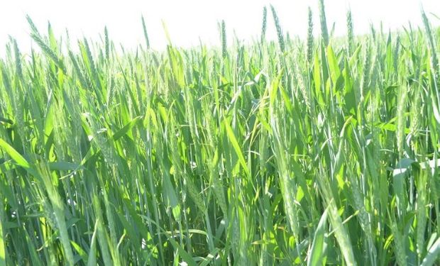 El precio a cosecha del trigo cayó en la semana entre US$0,5/t y US$1,3/t siguiendo la caída en las demás plazas FOB.