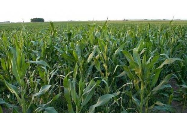 Informa eleva pronóstico de siembra de maíz en EEUU y reduce el de soja