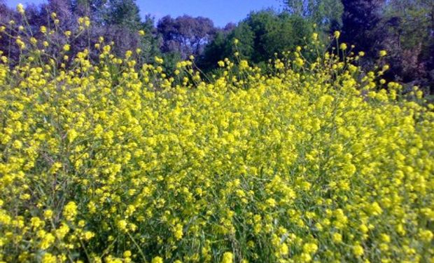 Alerta roja por mostacilla con resistencia a inhibidores de ALS.