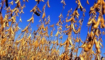 CBOT: cautela en el mercado a la espera del informe del USDA