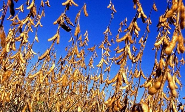 El mercado está expectante ante el informe del USDA sobre oferta y demanda mundial que será publicado la próxima semana.