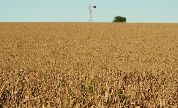 El Senasa reglamentó la inscripción en el SISA de los productores granarios, cereales, oleaginosas y legumbres secas.