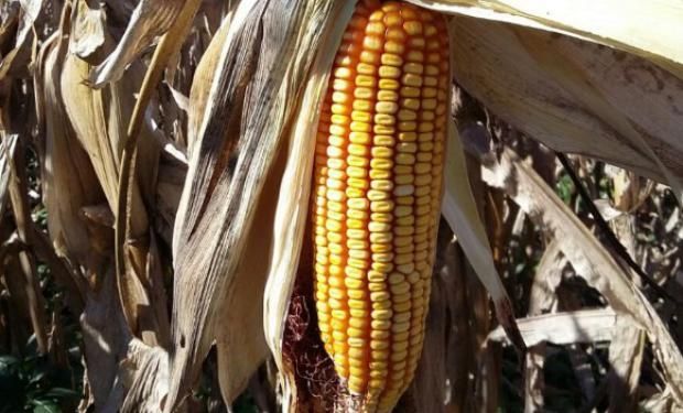 El presidente de Maizar describió al anuncio de la iniciativa como "el broche de oro" del Congreso que reunió a toda la cadena del cereal.