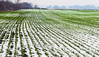 Trigo de invierno en EE.UU. en riesgo