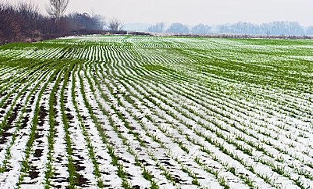 Bajas temperaturas podrían perjudicar al trigo en EEUU