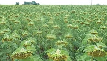 La Pampa: girasol con rindes 40% menores