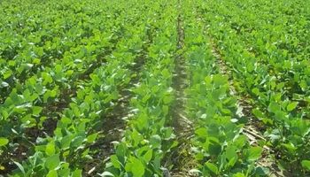 Las lluvias permitieron reanudar la siembra de soja