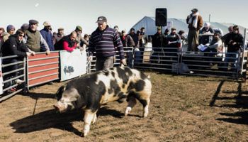 Los cerdos tendrán su remate en Agroactiva Virtual