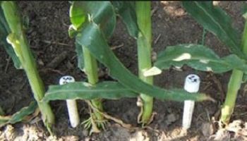 M2M, un servicio para mejorar la eficiencia del productor 