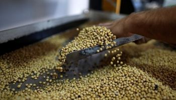 Aseguran que China comenzará a comprar más soja argentina