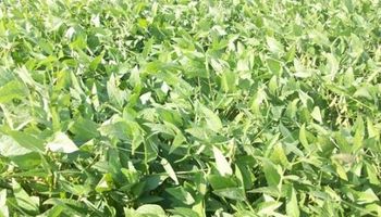 Fertilización en soja: ensayo del INTA reveló que con el fósforo y el azufre ya no alcanza