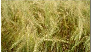 Recortan producción de trigo de Unión Europea en 2014