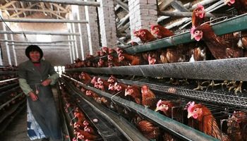 OMS reporta siete nuevos casos de gripe aviaria en China