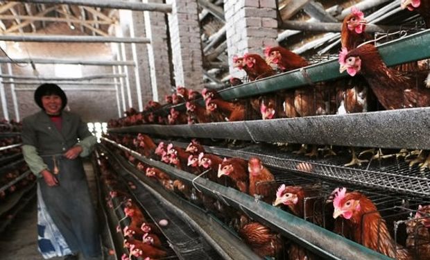 OMS reporta siete nuevos casos de gripe aviaria en China
