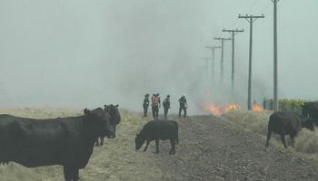 Incendios forestales en Buenos Aires y La Pampa afectan a campos y animales