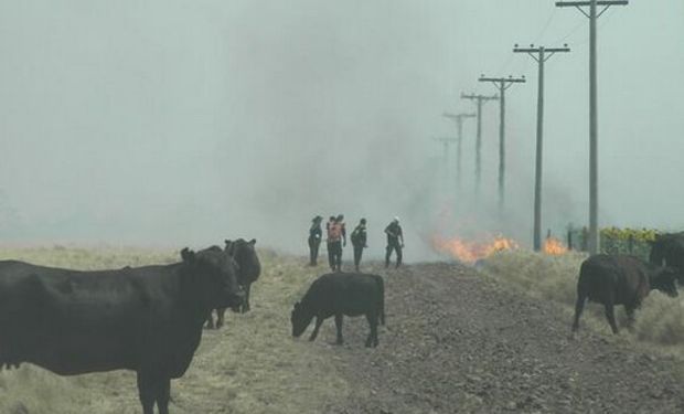 Incendios forestales en Buenos Aires y La Pampa afectan a campos y animales