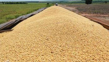 Estados Unidos: habrá 11,9 millones de toneladas de soja más que las esperadas