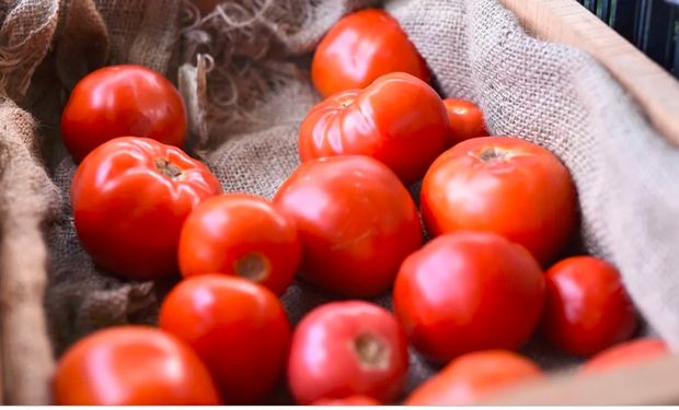 Los tomates que más rinden al productor y a la cadena de comercialización son los menos sabrosos.